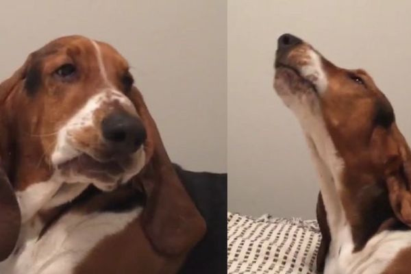 Pas koji misli da je krava! Poslušajte i uverite se sami! (VIDEO)