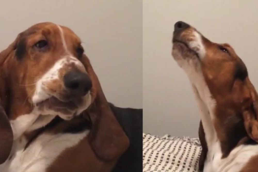 Pas koji misli da je krava! Poslušajte i uverite se sami! (VIDEO)