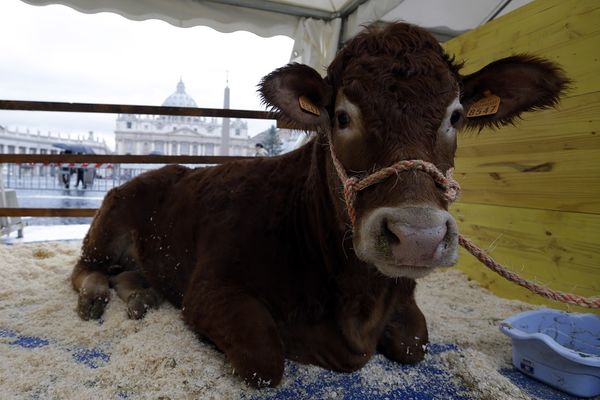 Da li je on normalan?! Odrezao dve plećke i but sa živog teleta!