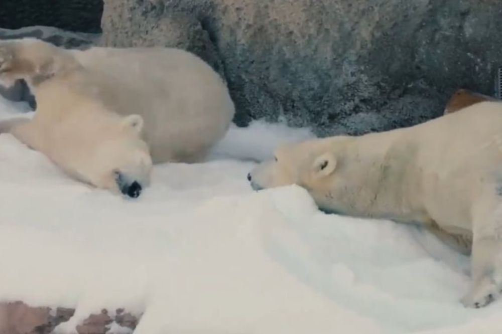 Polarnim medvedima iz Kalifornije poklonili - sneg! (VIDEO)