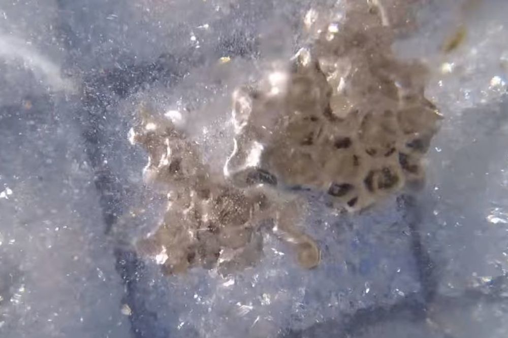 Za ovu magiju vam treba pun akvarijum vode, polimer i malo tečnog aluminijuma! (VIDEO)