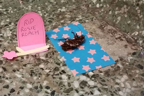 Ispraćena kao carica: Kako izgleda poslednji oproštaj od... nje!? (FOTO)