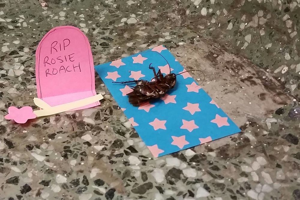 Ispraćena kao carica: Kako izgleda poslednji oproštaj od... nje!? (FOTO)