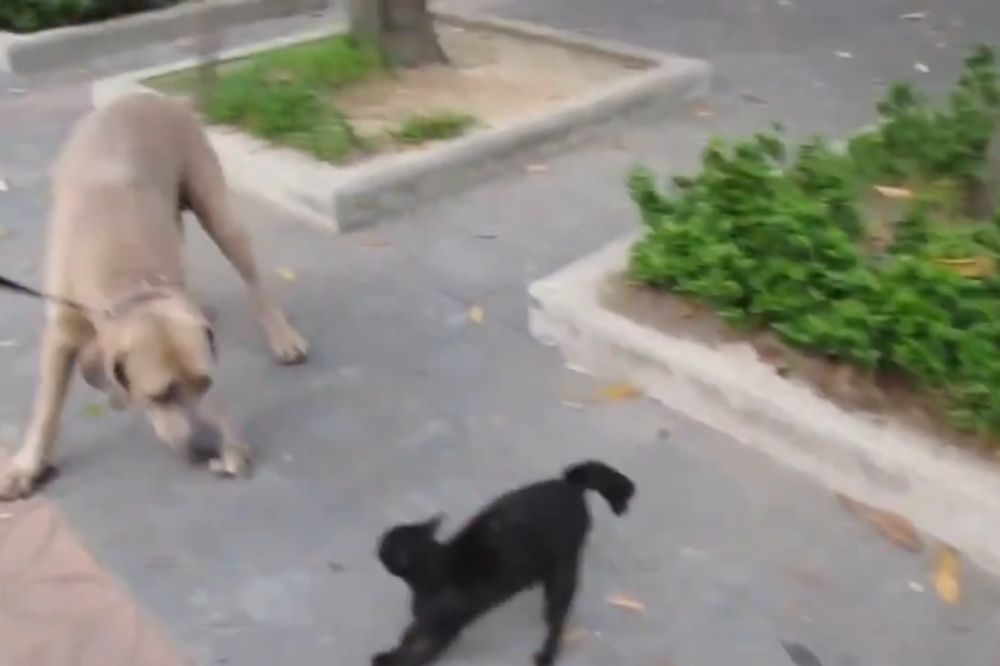 Kako se brani potomstvo? Ova mačka s genima lavice je to pokazala! (VIDEO)