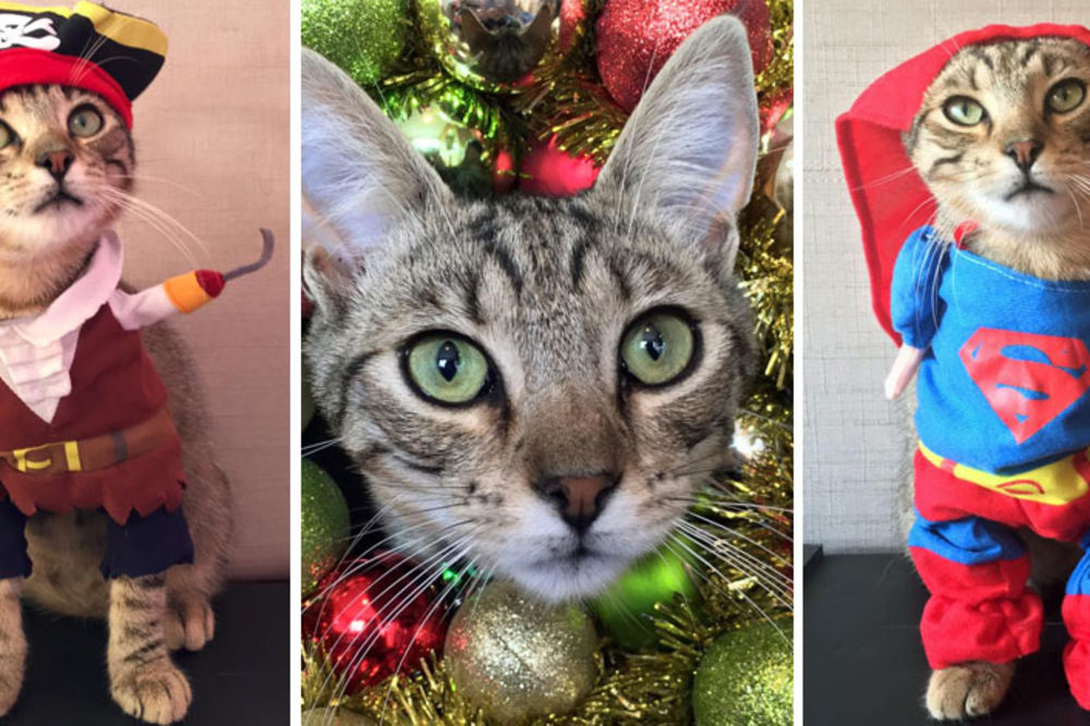 Ništa slađe odavno niste videli: Mace u novogodišnjim kompletićima (FOTO)