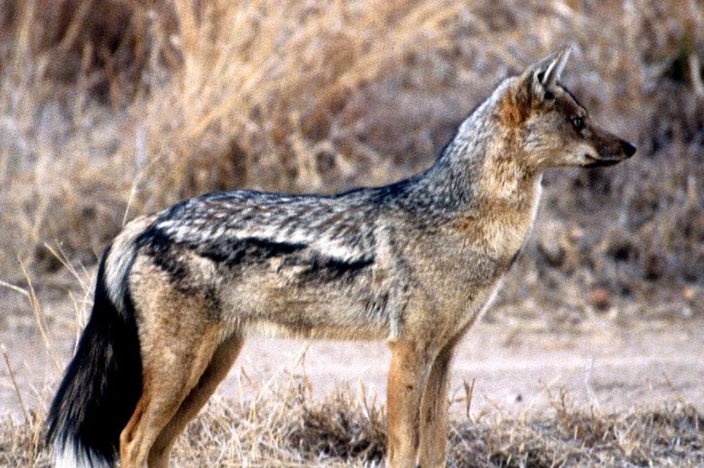 Sugrađanin odbranio mačku od šakala u svom dvorištu u Borči