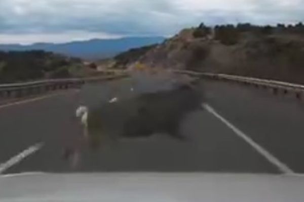 Jezivo: Udario je u jelena i ostavio ga na mestu mrtvog! (VIDEO)