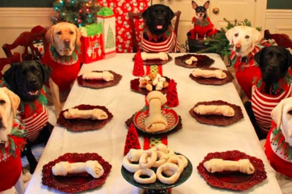 Gozba za Džekija i drugare: Neodoljive praznične fotke kuca (FOTO)