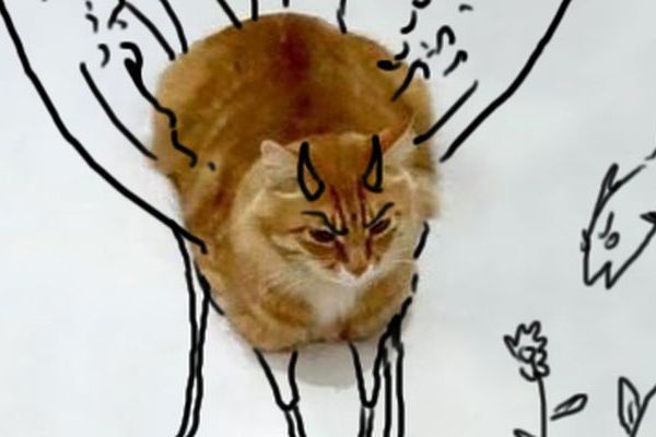 14 slika koje će nasmejati sve ljubitelje mačaka! (FOTO)