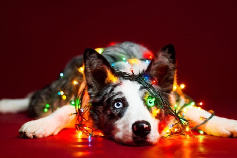 10 kuca žele da se iskrivite od sreće za Novu godinu! (FOTO)