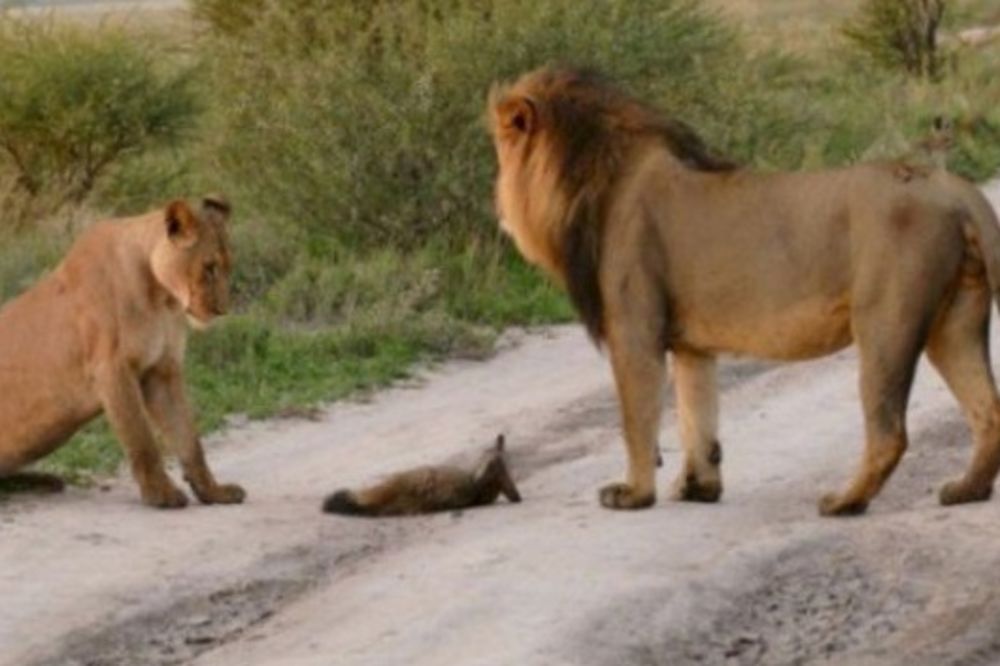 Dva lava su prišla bebi lisici, a ono što su uradili je teško objasniti! (FOTO) (VIDEO)