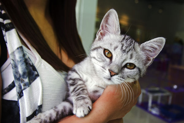 Kakav hepi-end: Porodica pronašla mačka izgubljenog pre 7 godina!