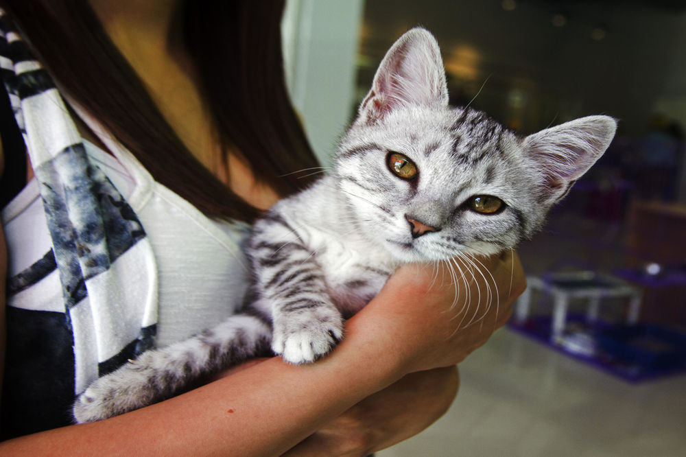 Kakav hepi-end: Porodica pronašla mačka izgubljenog pre 7 godina!