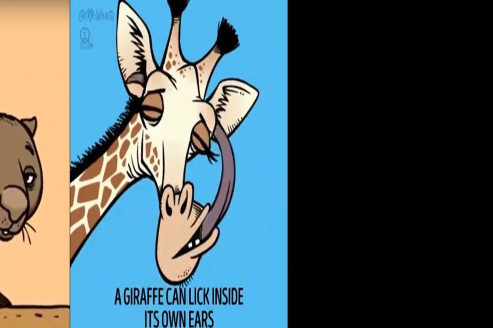 Gotivni svet životinja: Ovo o njima sigurno niste znali! (GIF)