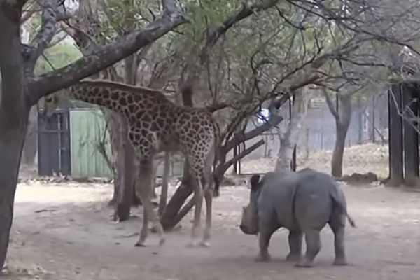 Što ulaziš u frku kad si slabiji? Ipak je duga noga jača od dugog roga! (VIDEO)