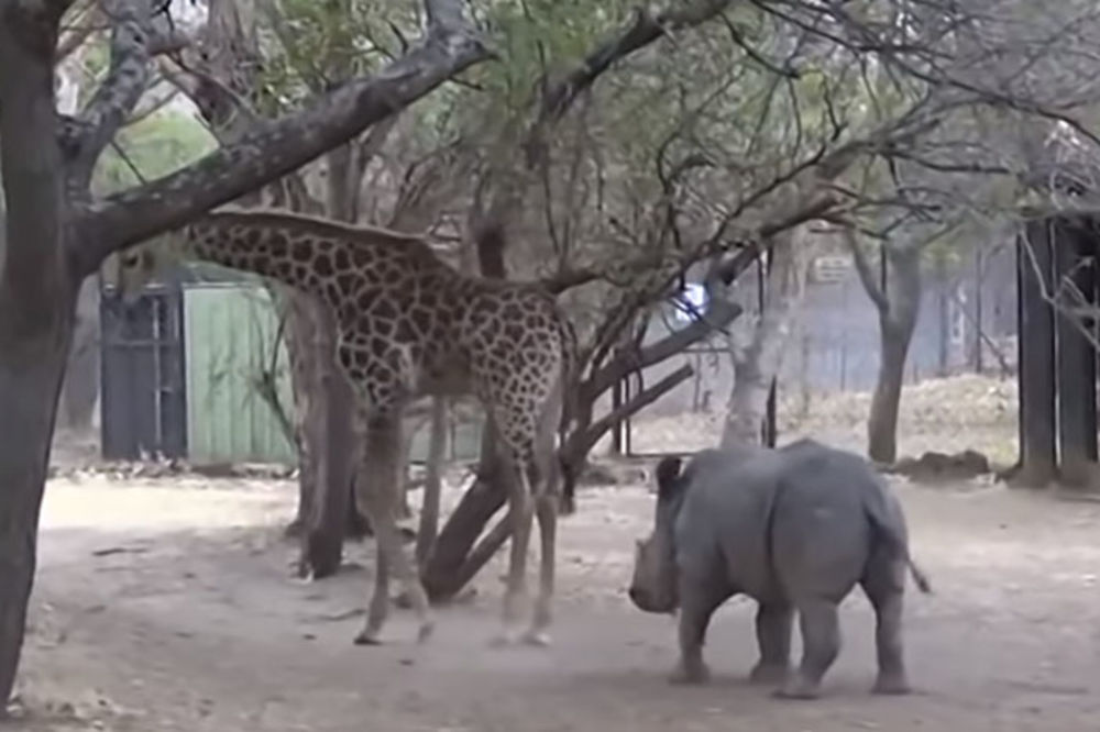 Što ulaziš u frku kad si slabiji? Ipak je duga noga jača od dugog roga! (VIDEO)