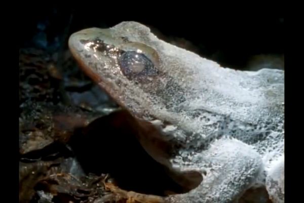 Ova žaba ume da se zaledi! (VIDEO) (VIDEO)