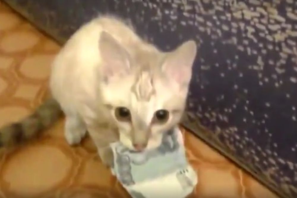 Priđite joj ako smete! Ova maca je čvrsto rešila da odbrani ono što je osvojila! (VIDEO)