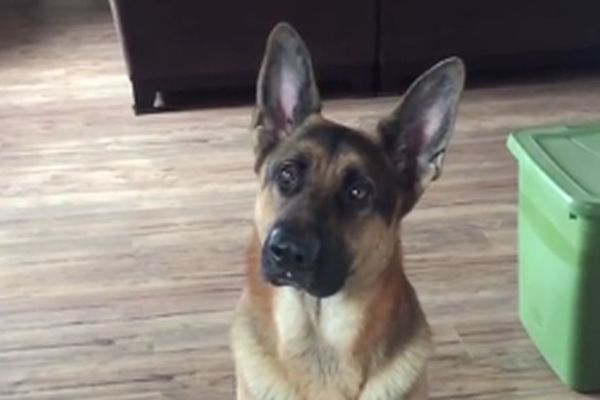 Nemački ovčar je upravo ručao, ali je i dalje gladan! Način na koji traži hranu je genijalan! (VIDEO)