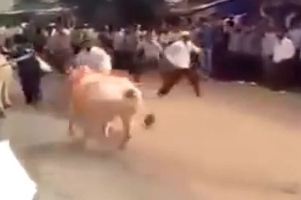 Popila Red bul: Krava u letećem stilu preskočila čoveka! (VIDEO)