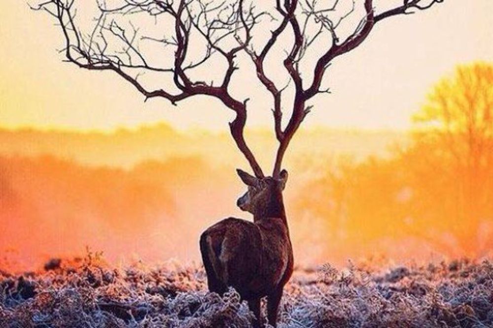 23 fotografije koje morate pogledati bar 2 puta da biste shvatili o čemu se tu radi! (FOTO)