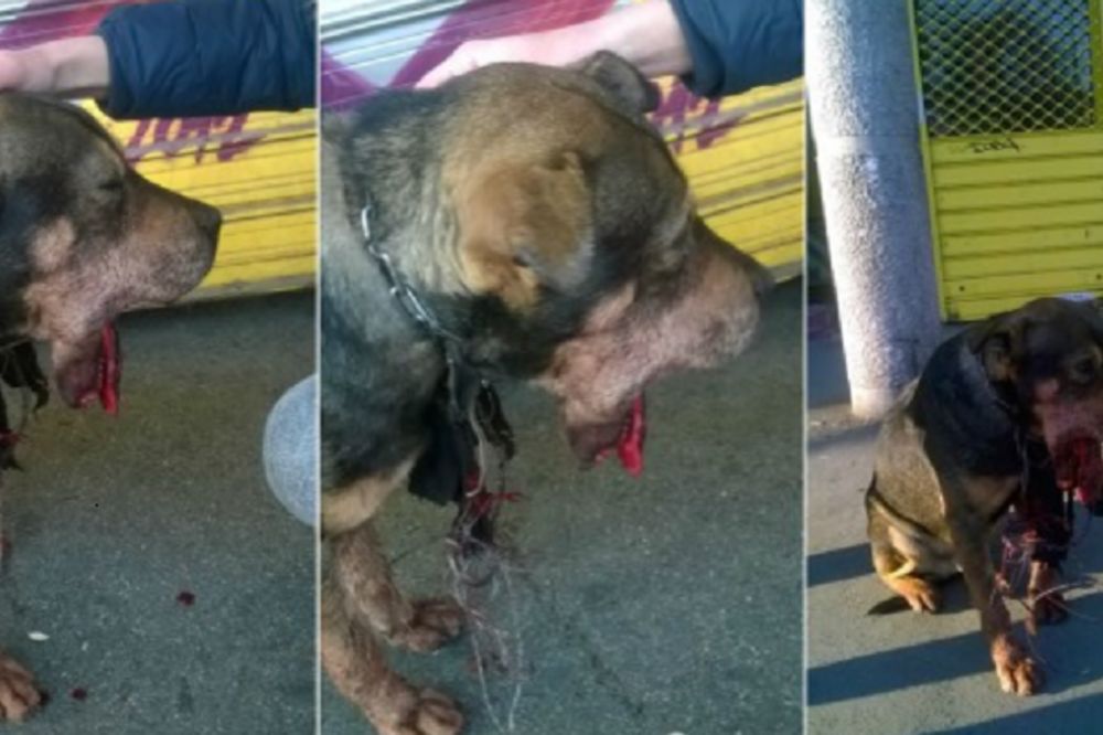 Onaj ko je ovo napravio nije čovek: Ovako izgleda psić kome su stavili petarde u vilicu! (UZNEMIRUJUĆI FOTO)