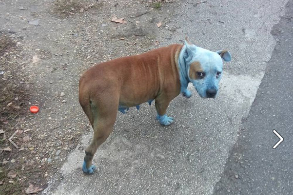 Sram da vas bude, stoko! Huligani maltretirali i autolakom ofarbali skotnu kuju! (FOTO)