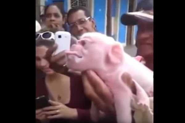 Ovako nešto sigurno nikad niste videli: Prase sa glavom majmuna! (VIDEO)