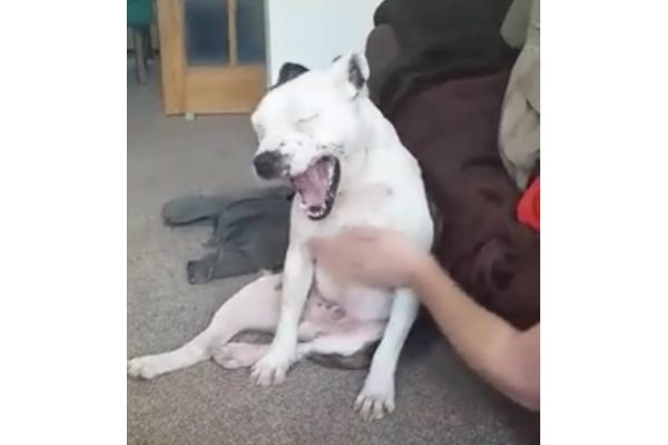 Kako je opasan: Da si sada uzeo da me maziš!