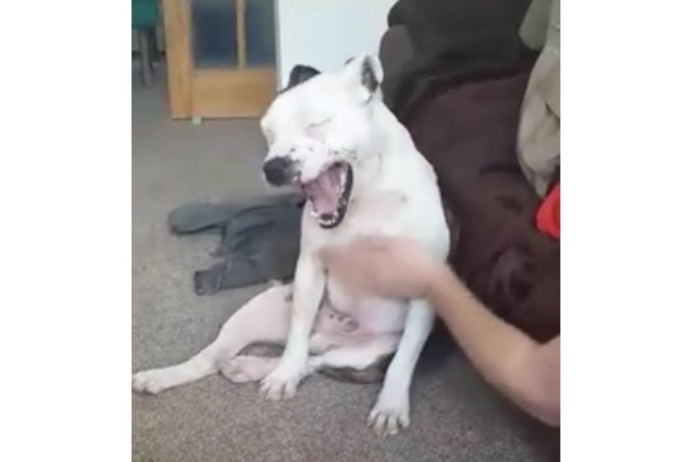 Kako je opasan: Da si sada uzeo da me maziš!