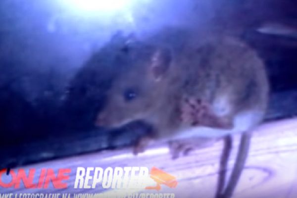 Pacov šeta po izlogu pekare u Kraljevu: Da li biste vi ponovo jeli u njoj? (VIDEO)