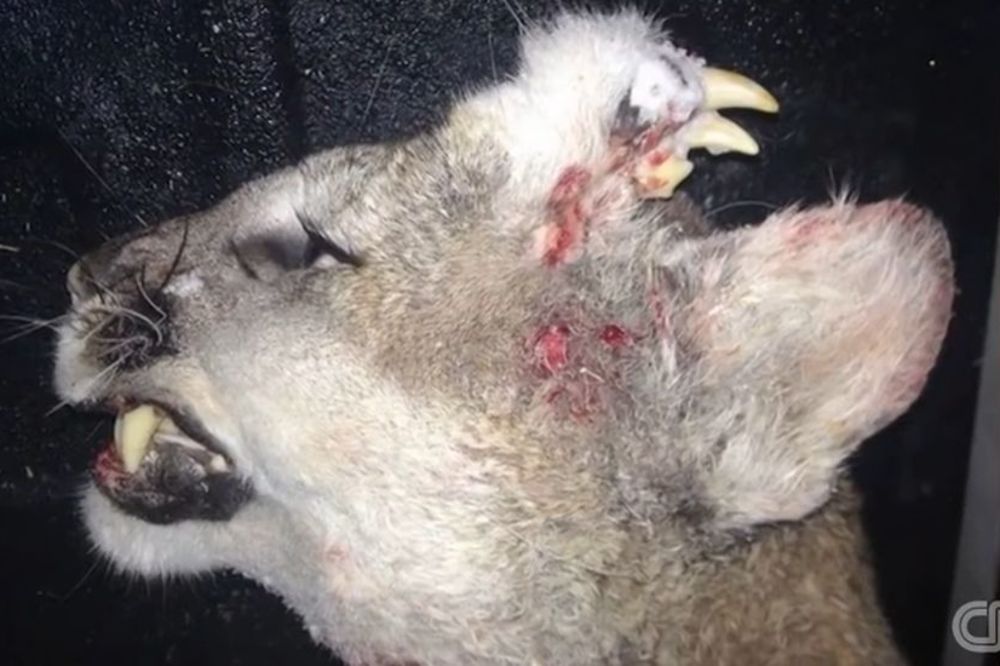 Bizarno čudo prirode: Planinski lav sa zubima na vrh glave (VIDEO)