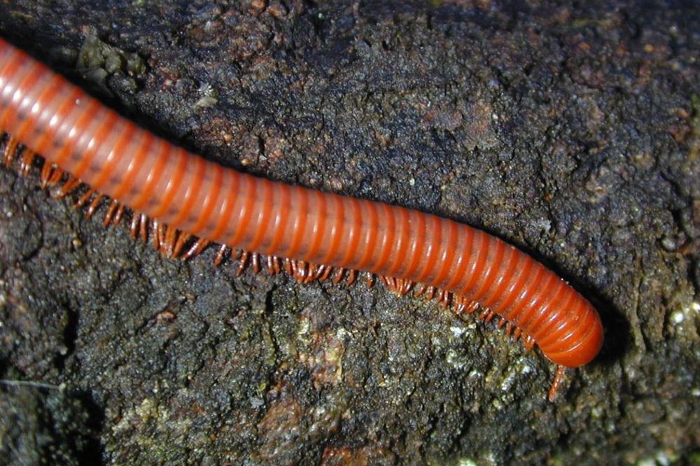 Dabogda ti majka rodila stonogu... 20 originalnih uvreda sakupljenih širom globusa (FOTO) (GIF)