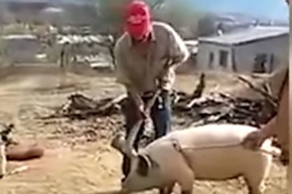 Karma mu odvalila šamarčinu: Hteo da ubije svinju, a evo šta mu se desilo! (VIDEO)