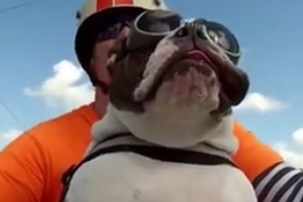 Bajker u duši: Ovaj buldog je genije! (VIDEO)