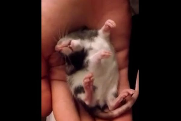 Kakva mica: Pacov sanja slatke snove?! (VIDEO)