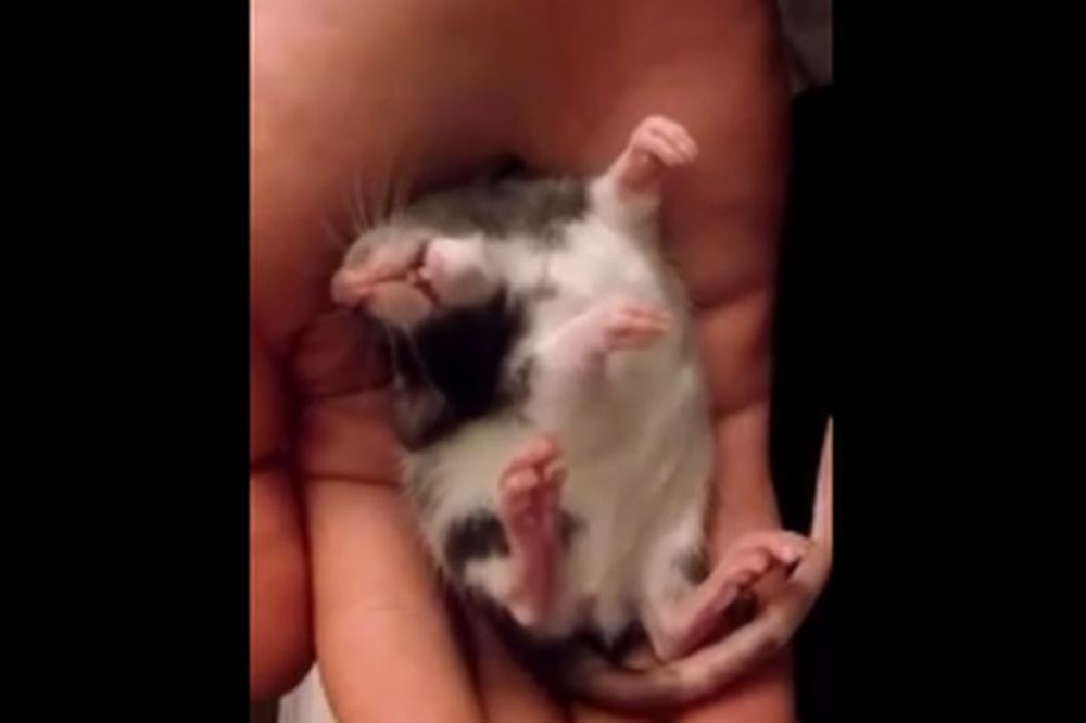 Kakva mica: Pacov sanja slatke snove?! (VIDEO)