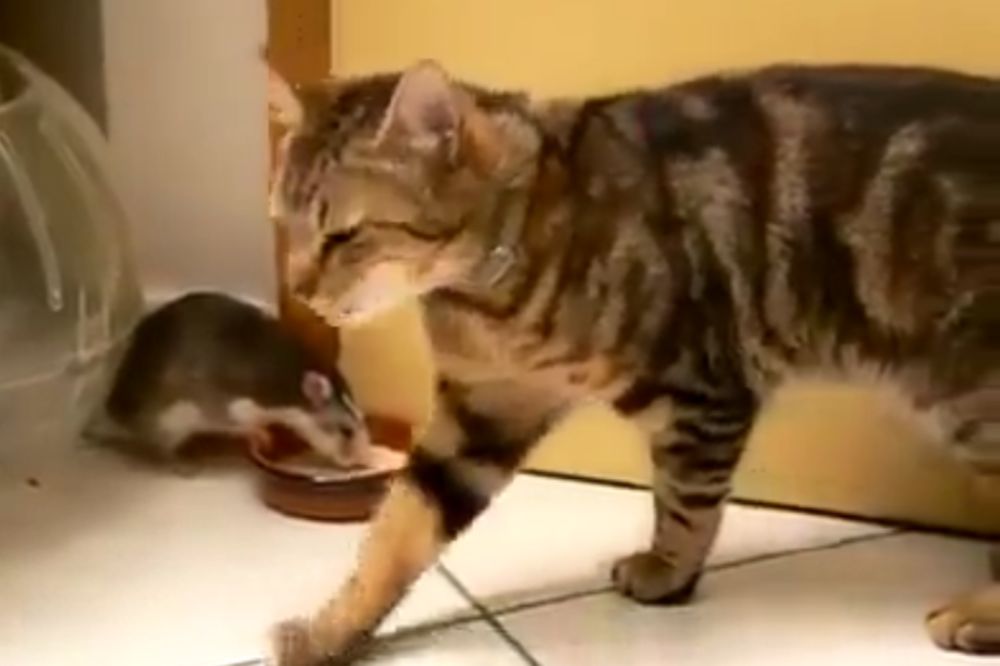 Otimačina oko mleka: Pogledajte kako izgledaju pravi Tom i Džeri! (VIDEO)