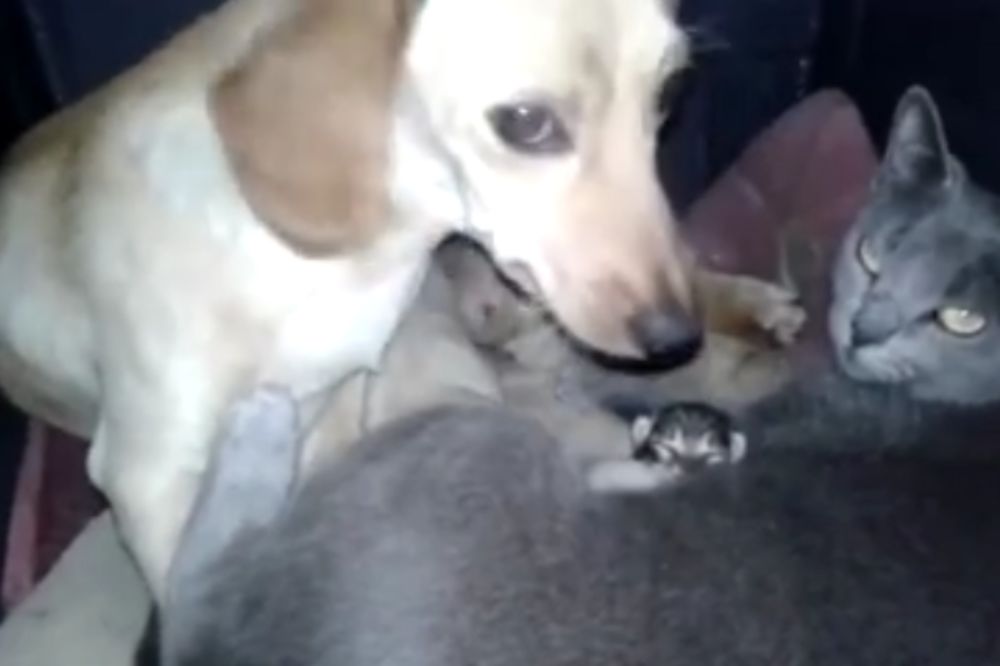 Kada vas nevolja zbliži: Dok napolju mraz veje, njih ljubav greje! (VIDEO)