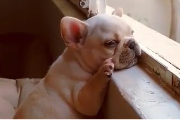 Da li je srećan, ili tužan? Hm, a možda ga samo boli uvce za sve?