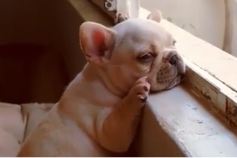 Da li je srećan, ili tužan? Hm, a možda ga samo boli uvce za sve?