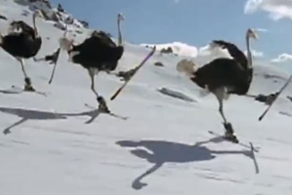 Glava u pesku? Ma, jok, ples na snegu! (VIDEO)