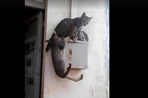 Radoznalost je srušila mačke: Zbog njihove upornosti sve je pošlo naopako! (VIDEO)