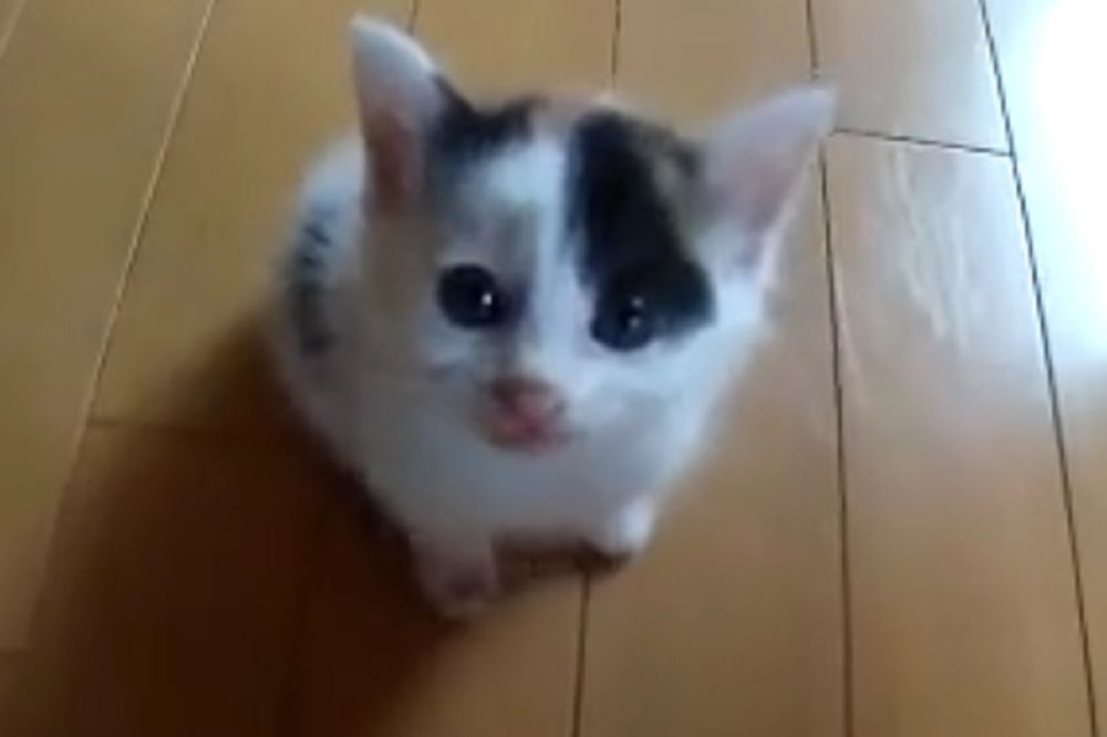 Kad ova čupava loptica zamjauče, svi se pitaju šta se događa! (VIDEO)