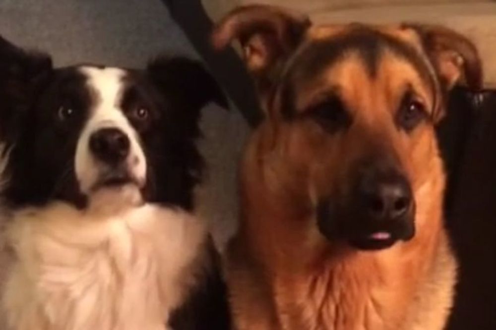 Kad Loti voli Grizlija: Pseći zagrljaj koji je raznežio sve (VIDEO)