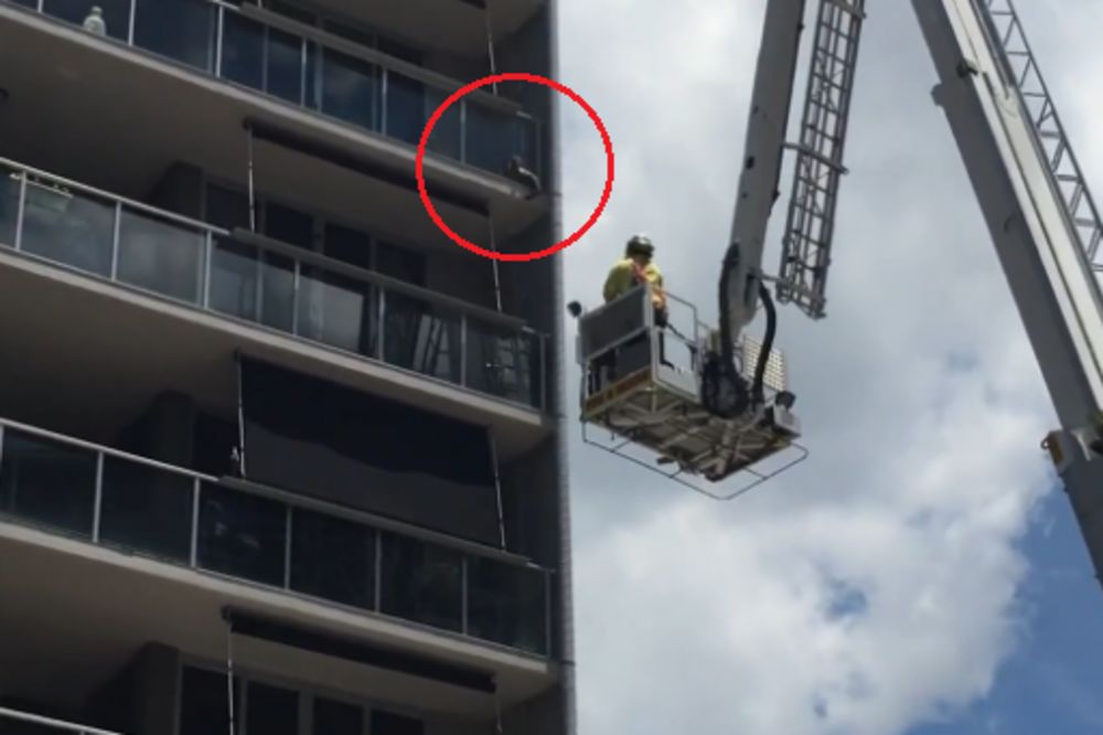 Mačketina žešći namćor: Ti ćeš mene da spasavaš!? Ne može to tako! (VIDEO)