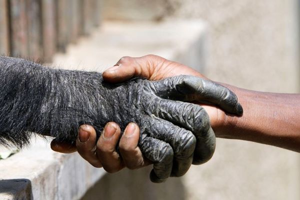 Šimpanzi je pretila smrt, ali se onda pojavio ON! (VIDEO)