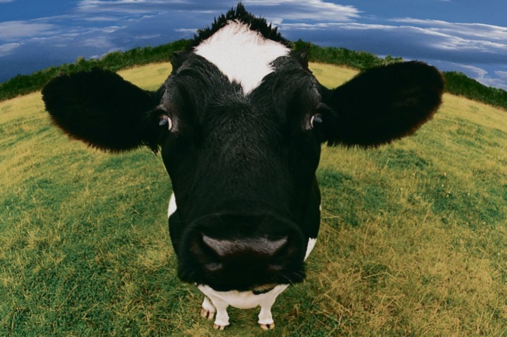 26 stvari koje će vam sigurno popraviti raspoloženje! (GIF) (FOTO) (VIDEO)