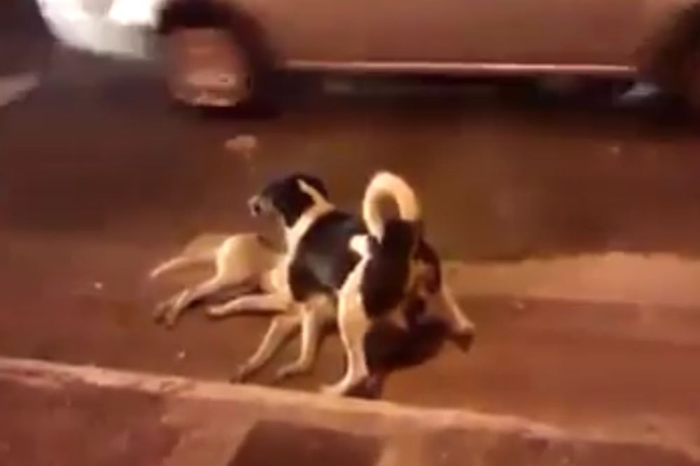 Plakaćete kao kiša kada vidite kako ovaj pas štiti svog druga koga su udarila kola! (VIDEO)
