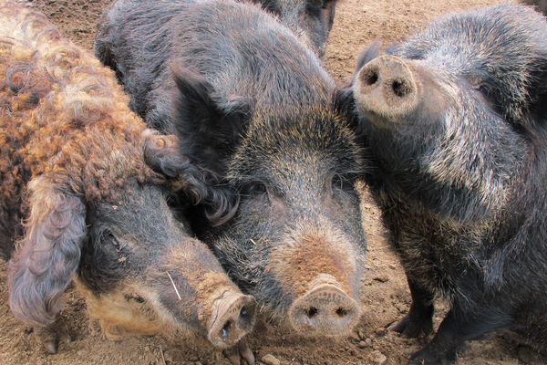 Katastrofa u Čajetini: Otrovano 500 ljudi mesom divlje svinje, među zaraženima ima i dece!